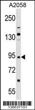 TRIM42 Antibody