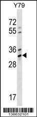 OR4K1 Antibody