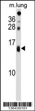 DEXI Antibody