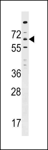 ITPRIPL1 Antibody