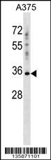 PSG2 Antibody