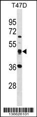 SQRDL Antibody