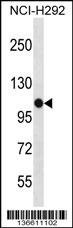 PBXIP1 Antibody