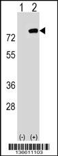 PBXIP1 Antibody