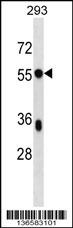 BSDC1 Antibody