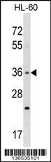 TAS2R7 Antibody