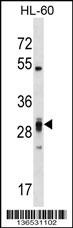 PLEKHF2 Antibody