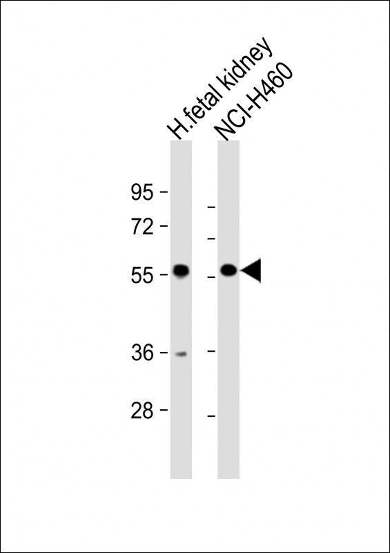 XKRX Antibody