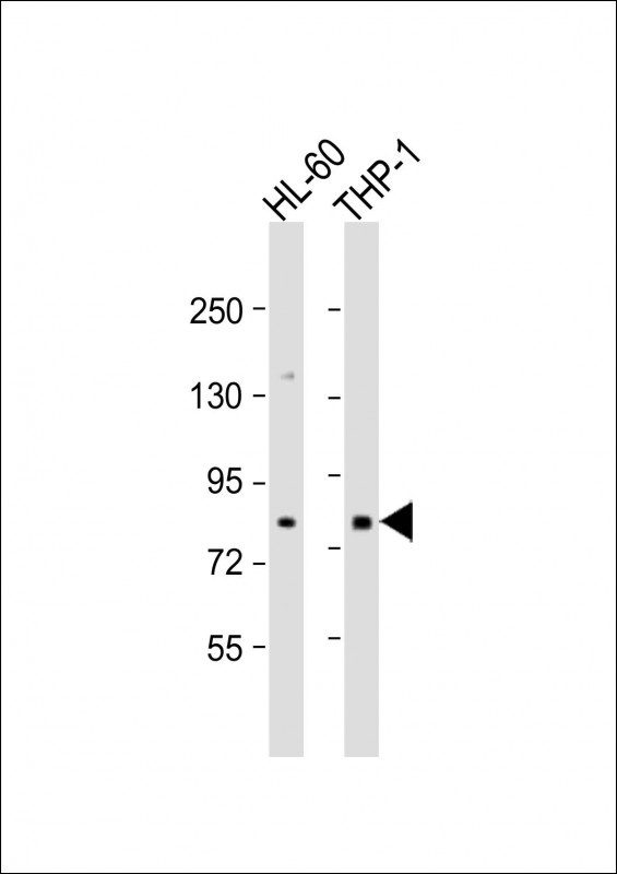 SEMA4A Antibody