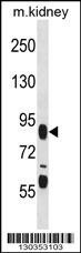 FIGN Antibody