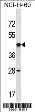 SEPT2 Antibody