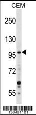 GREB1 Antibody