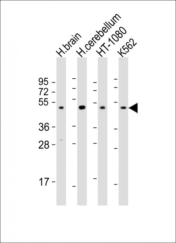 DRD2 Antibody