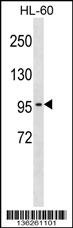CLCN2 Antibody