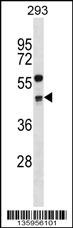 CCNG2 Antibody