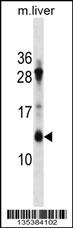 ATP5G1 Antibody