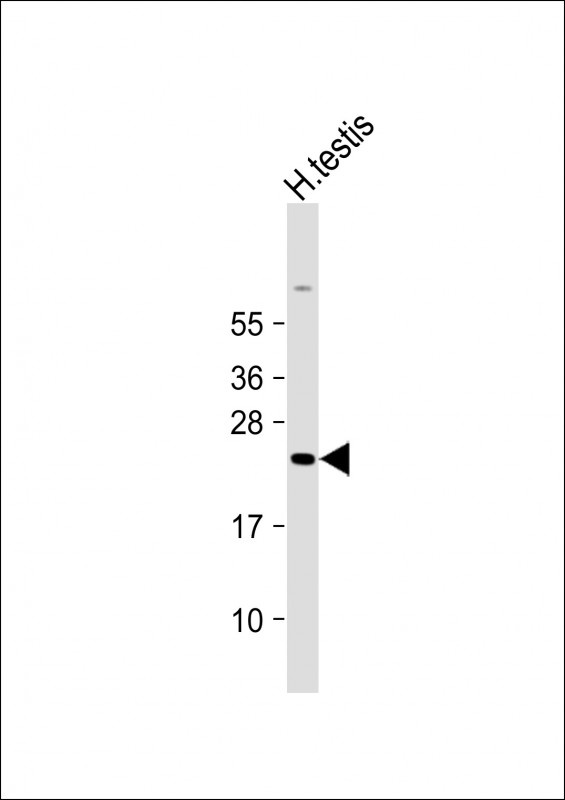 H2BFWT Antibody