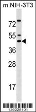 IRX5 Antibody