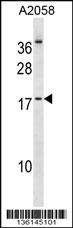 NHLH2 Antibody