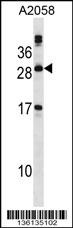 PLA2G12A Antibody