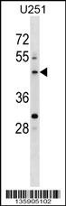 PLEKHO2 Antibody