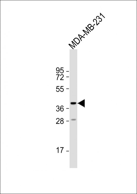 TAS2R31 Antibody