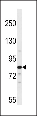 ARNT2 Antibody