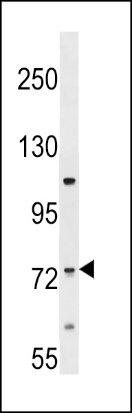 ERI2 Antibody