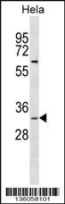 BPNT1 Antibody