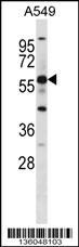 GPR153 Antibody