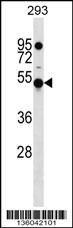KLHDC4 Antibody