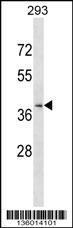 CCRL2 Antibody