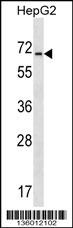 ASIC4 Antibody