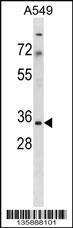 MRPS15 Antibody