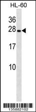 PGRMC2 Antibody