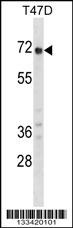 GPC2 Antibody