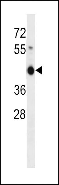 ZNF843 Antibody