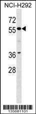 ZNF512 Antibody