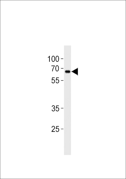 ZNF90 Antibody