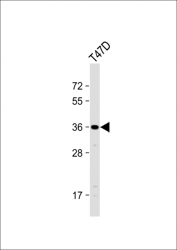 OR4D11 Antibody