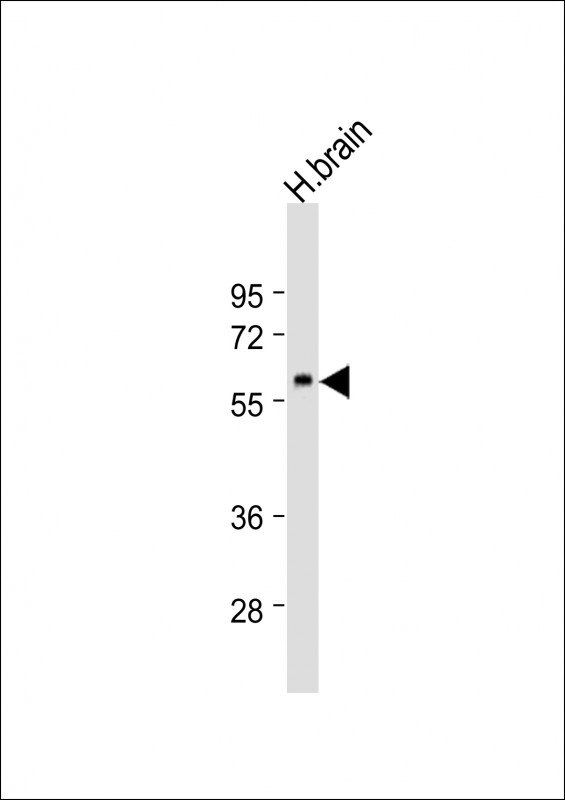 HCRTR2 Antibody