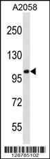 CCDC46 Antibody