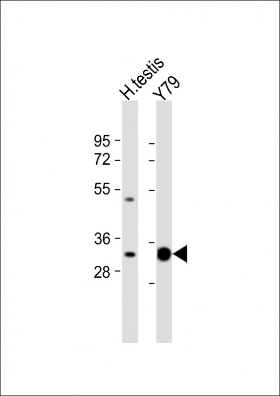 ELOVL4 Antibody