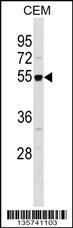 RBBP7 Antibody