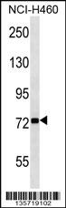 ZNF441 Antibody