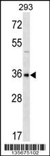 GBX1 Antibody