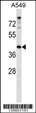 PAQR7 Antibody