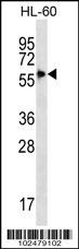 SIGLEC9 Antibody