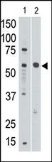 SIGLEC8 Antibody