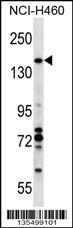 VCPIP1 Antibody